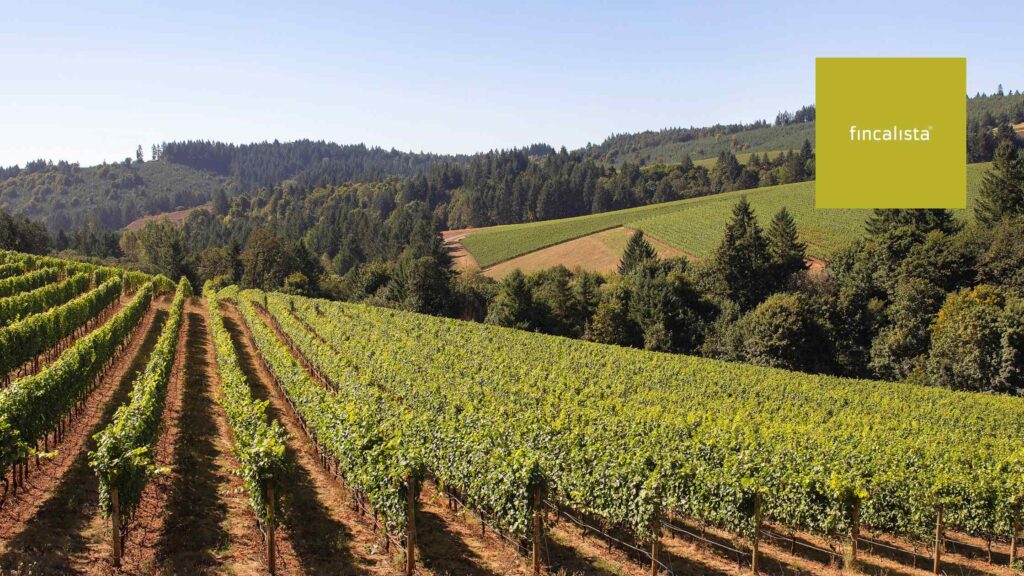 plantación de olivos o viñedos en tu finca