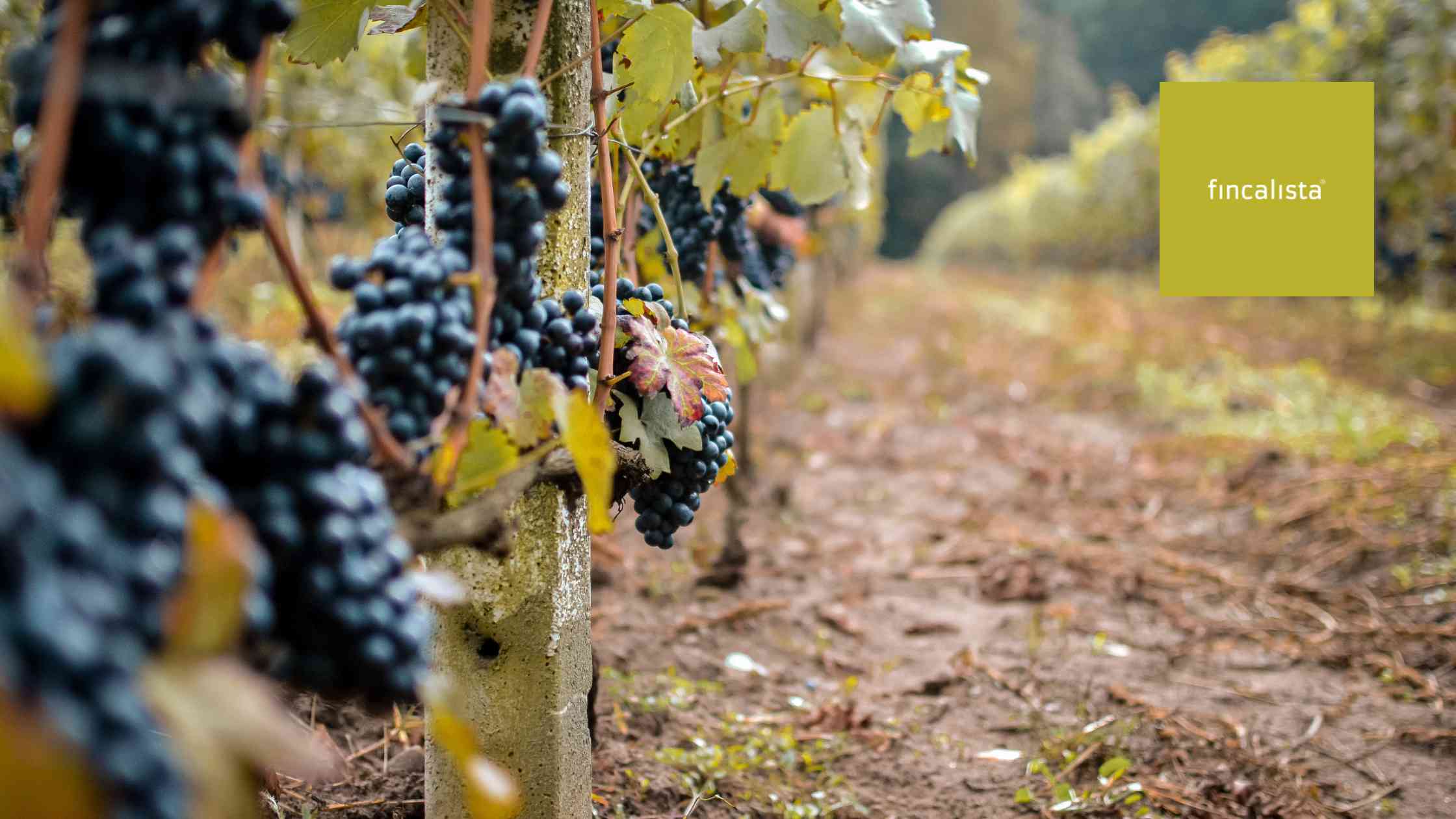 plantación de olivos o viñedos en tu finca