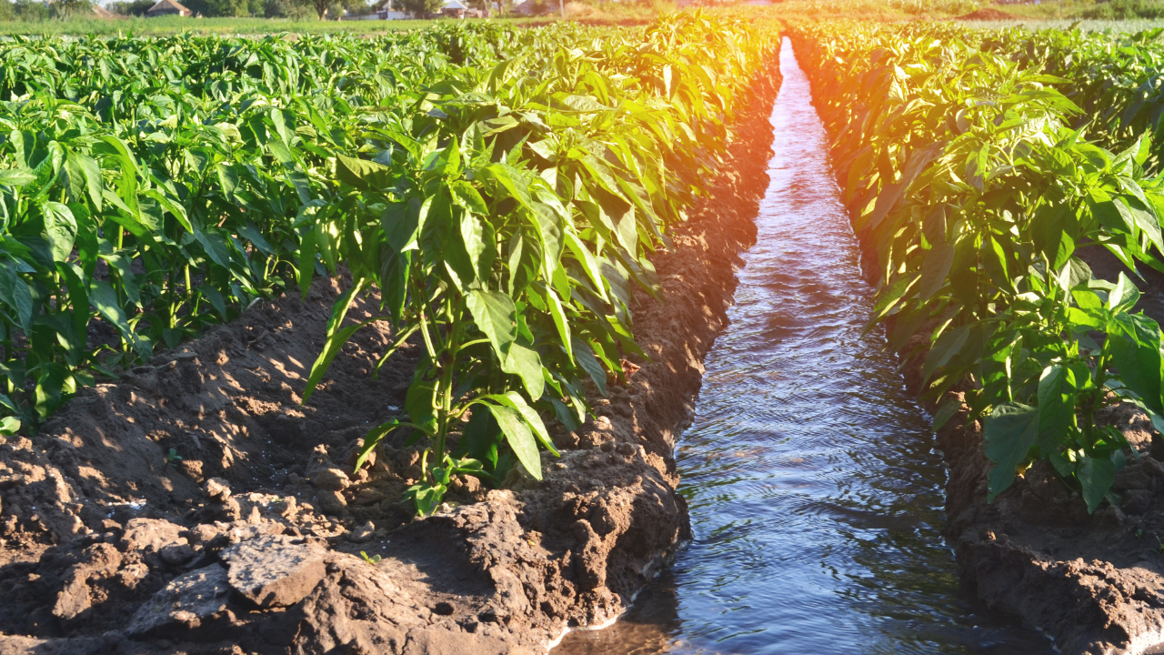 gestión eficiente del agua en fincas rústicas