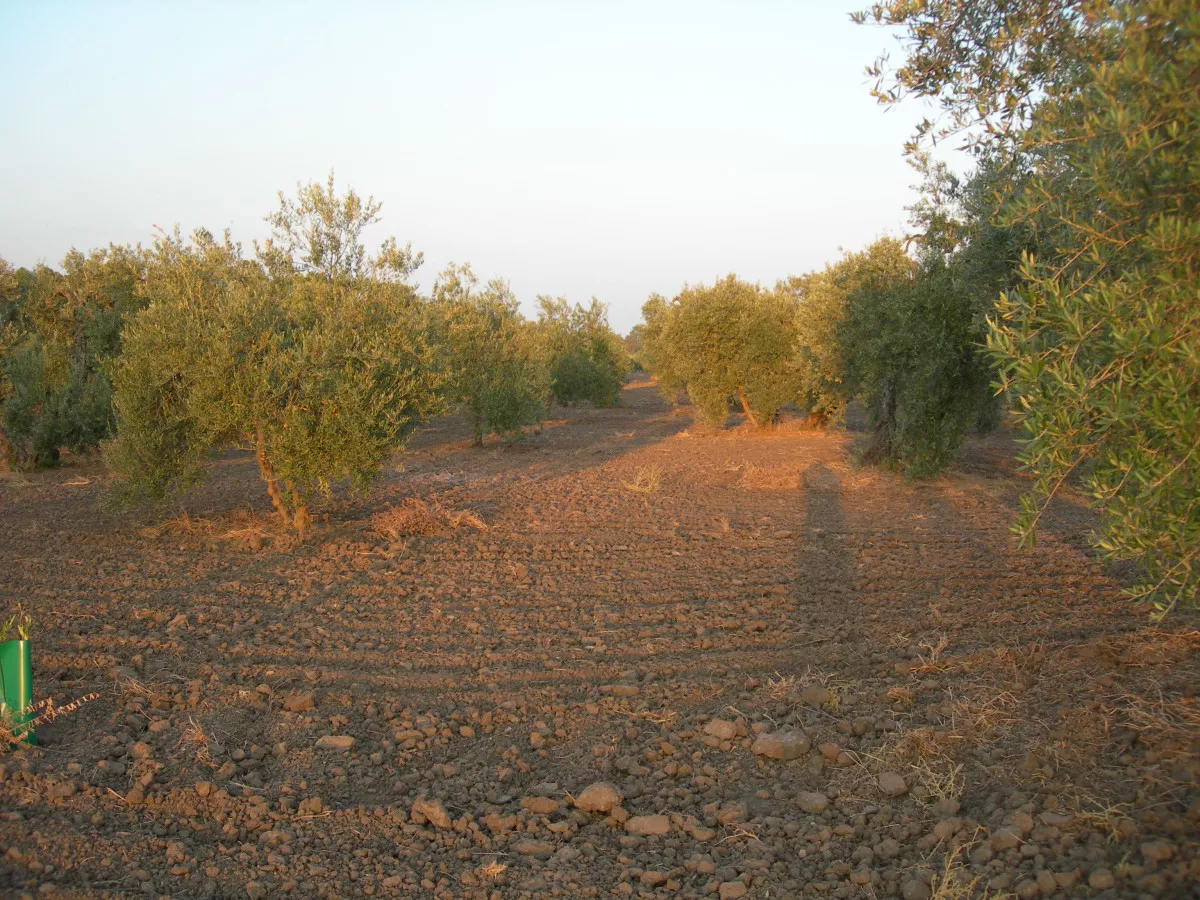 Venta finca rústica con olivos en El Arahal