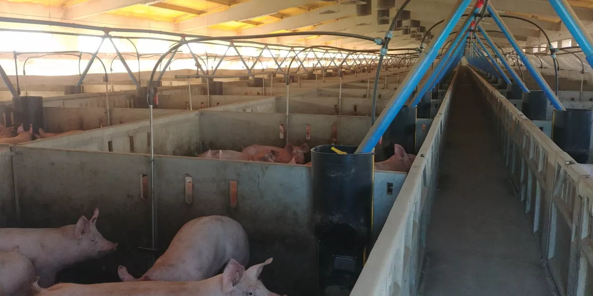 Se venden grangas de engorde cerdos en Lleida