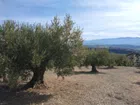 VENTA FINCA OLIVAR