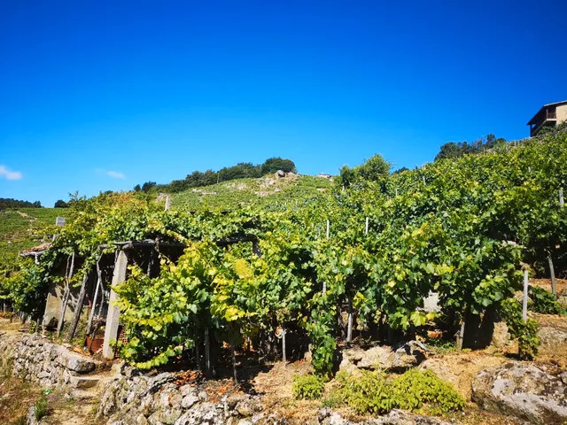 Venta de viñedo en San Fiz - Chantada (Lugo)