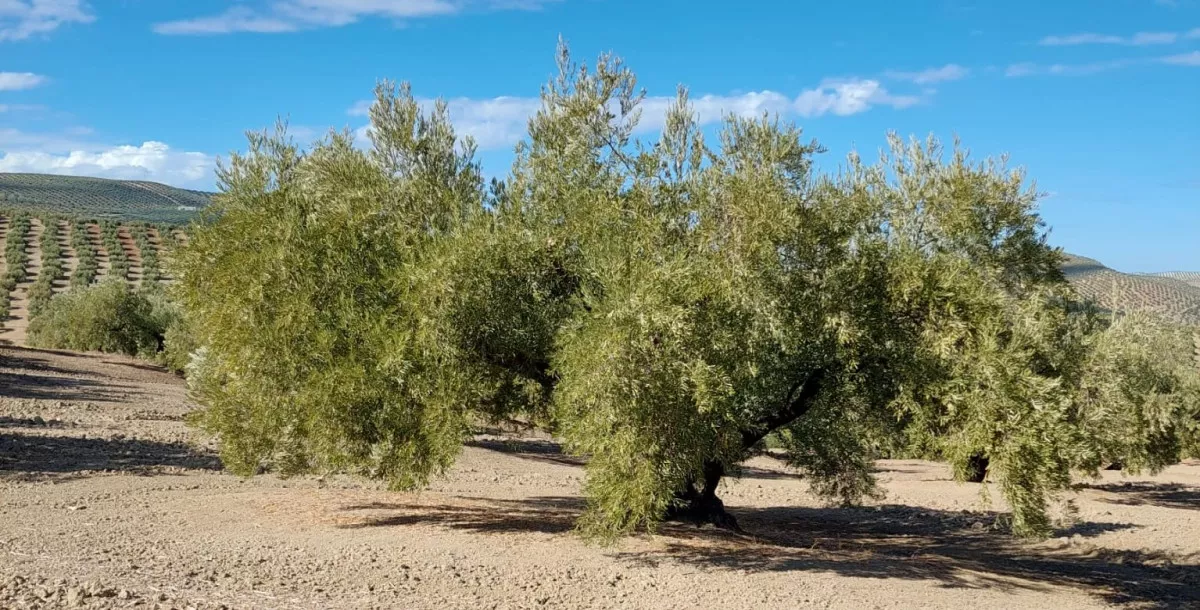 Venta Finca de Olivos en Martos (Jaén)