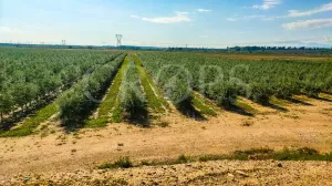 Finca agrícola de olivo en superintensivo