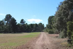 Finca agrícola y cinegética en Albacete