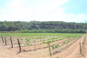 Finca de viñedo en el Penedès