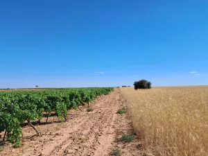 FINCA RÚSTICA VILLACAÑAS-MADRIDEJOS (TOLEDO)