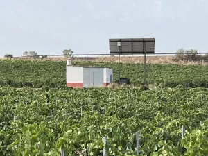 Venta de viñedo emparrado de 5.2 hectareas