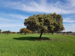 FINCA AGROGANADERA A 30KM DE BADAJOZ