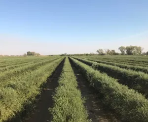 Venta 30 hect con Olivos intensivo  en Córdob