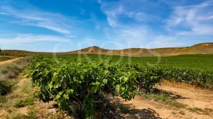 Finca de regadío en Albalate de Cinca