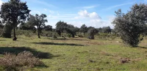 Finca en venta Zona Cáceres