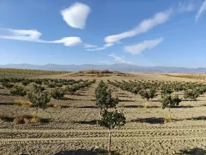 FINCA ALMENDROS Y PISTACHOS REGADÍO