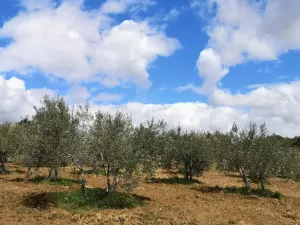 Olivar en San Felices de los Gallegos