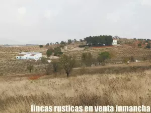 finca en venta 46 has. olivar tierra riego