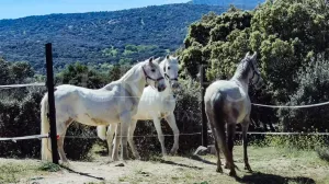 En venta finca ecuestre con casa en Madrid