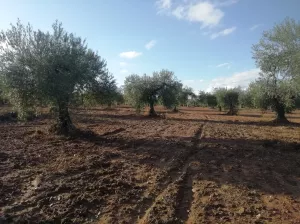 OLIVAR EN LAS FALDAS DE SIERRA DE MONTÁNCHEZ