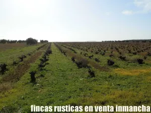 finca venta 22 has labor riego en Valdepeñas