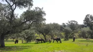 FINCA ECOLÓGICA