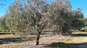 Olivar en El Carpio