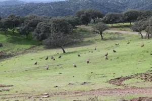 Finca de caza en Ciudad Real Ref. 1519