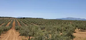 Finca de olivos en Alhama de Granada