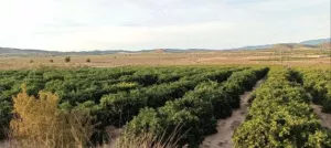 FINCA DE REGADÍO DE CÍTRICOS -FUENTE LIBRILLA