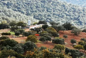 DEHESA FINCA GANADERA EN EXPLOTACIÓN