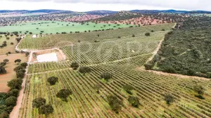 En venta, olivar en superintensivo con vivien