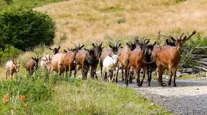 Venta de fábrica de quesos en el Pirineo de H