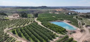 Finca Collado, Caspe - Almendro y Nogal