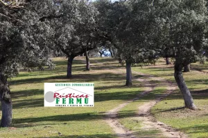 Finca ganadera Vva de Córdoba – Cardeña