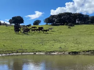 FINCA HIPICA Y DE RECREO EN MADRID - 1511