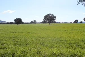 FINCA AGRICOLA Y GANADERA EN TOLEDO - 1488