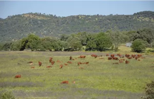 FINCA CINEGETICA Y DE RECREO EN CORDOBA  1476