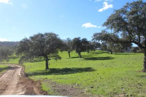 FINCA DE RECREO Y GANADERA EN CORDOBA - 1473