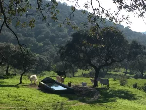 FINCA GANADERA Y RECREO EN JAEN - 1449