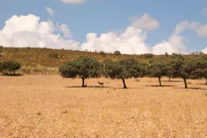 FINCA DE CAZA Y RECREO EN CIUDAD REAL - 1442