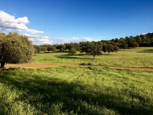 FINCA DE CAZA Y RECREO EN CIUDAD REAL - 1440