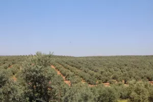 FINCA CON OLIVAR EN JAEN - 1438