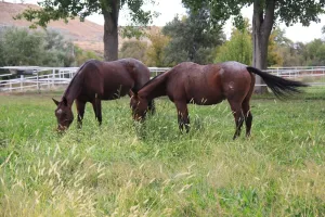 FINCA HIPICA EN MADRID