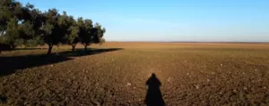 Finca 32 ha San Rafael de Olivenza, Badajoz