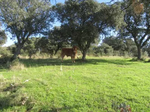 FINCA DE RECREO Y GANADERA EN GUADALAJARA