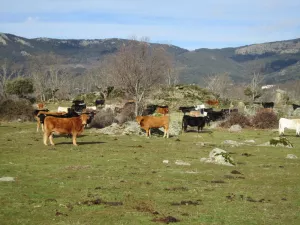 FINCA GANADERA Y REREO EN MADRID - 1410