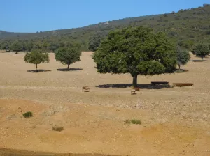 FINCA CINEGETICA EN TOLEDO - 1395