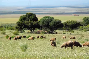 FINCA AGRICOLA Y GANADERA EN BADAJOZ - 1390