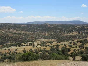 FINCA GANADERA EN JAEN - 1369