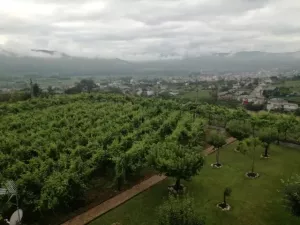 FINCA CON VIÑEDO EN ORENSE - 1362