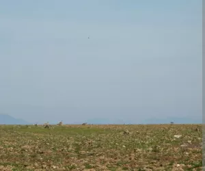 Finca 392 ha, Campanario, Badajoz